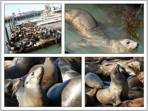 seals